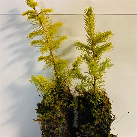 norway spruce tree seedlings
